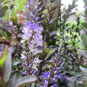 Hebe 'Burgundy Blush'